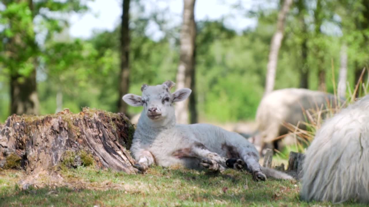 숲 에서 휴식 하는 어린 양 들