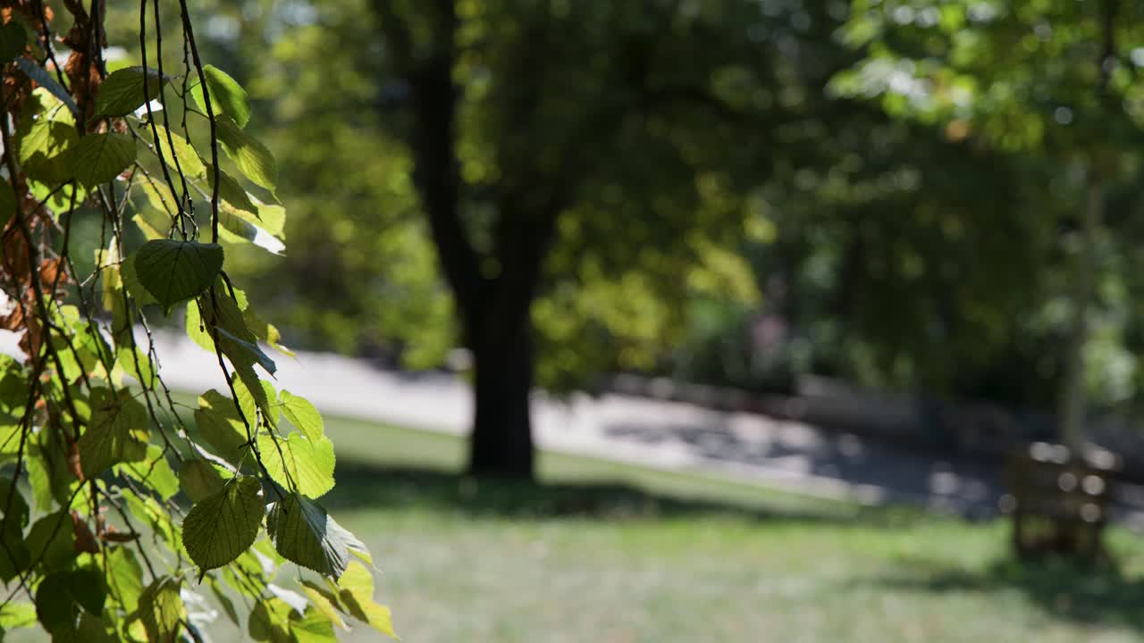 Close-up of green leaves gently moving, sunlit, with blurred park background and soft bokeh