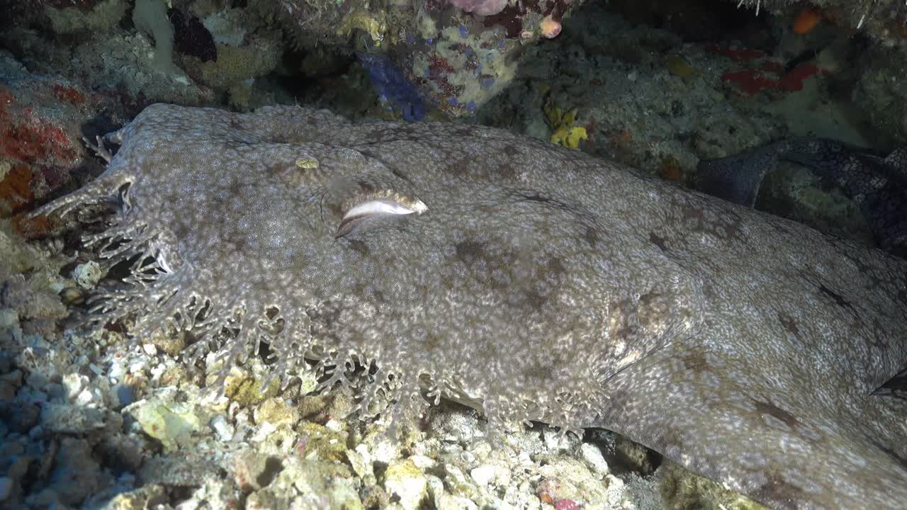 vista lateral del tiburón wobeggong