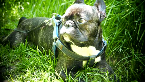 animal dog french bulldog lying in green grass