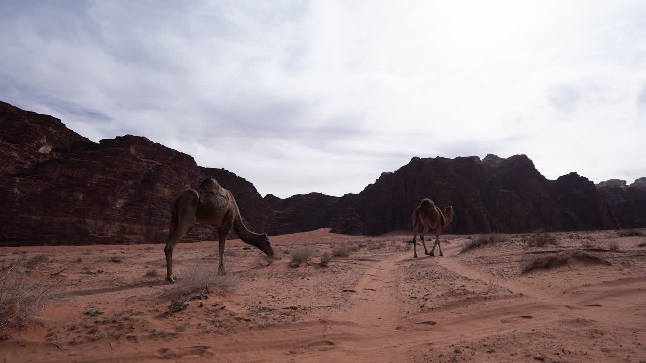 dos camellos caminando en el desierto de wadi rum y comiendo hierba de arena