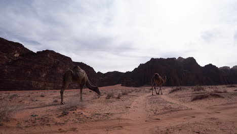 two camels walking in the desert of wadi rum and eating sand grass