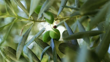 gros plan d'olives vertes sur l'olivier