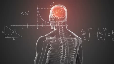 Animation-Mathematischer-Gleichungen,-Die-über-Einem-Sich-Drehenden-Menschlichen-Körpermodell-Mit-Gehirn-Schweben