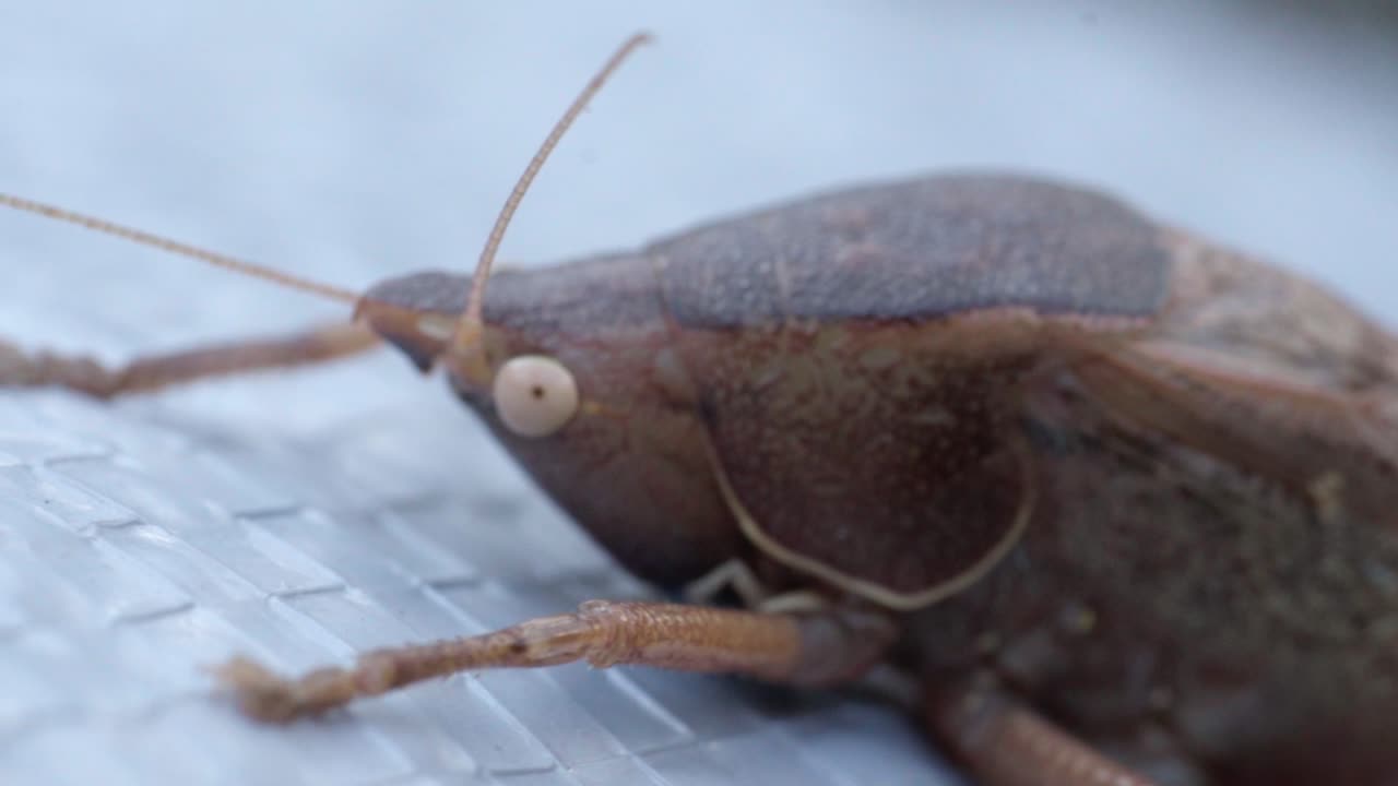 Close up macro view of brown insect resting on surface, stunning wildlife nature view