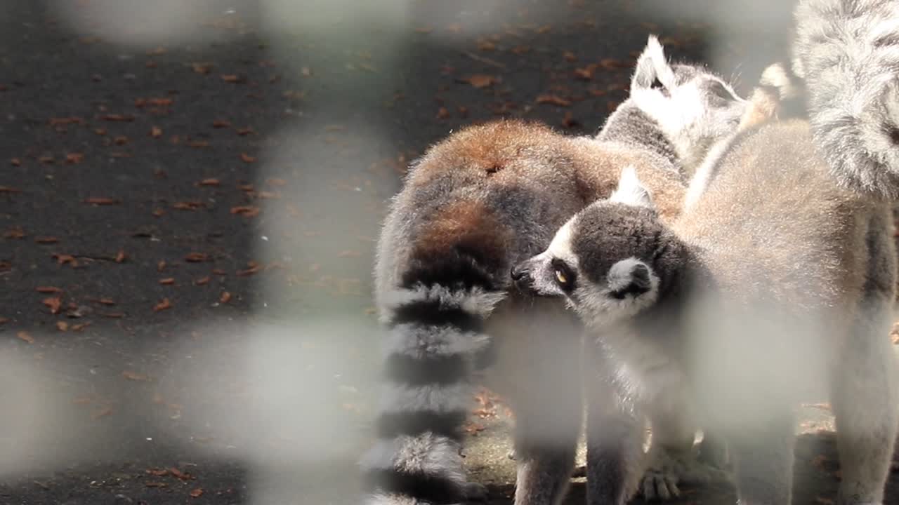 un grupo de lémures de cola anillada observados en el zoológico de batumi, georgia, ejemplifica la dinámica social y la conservación de los primates en cautiverio.