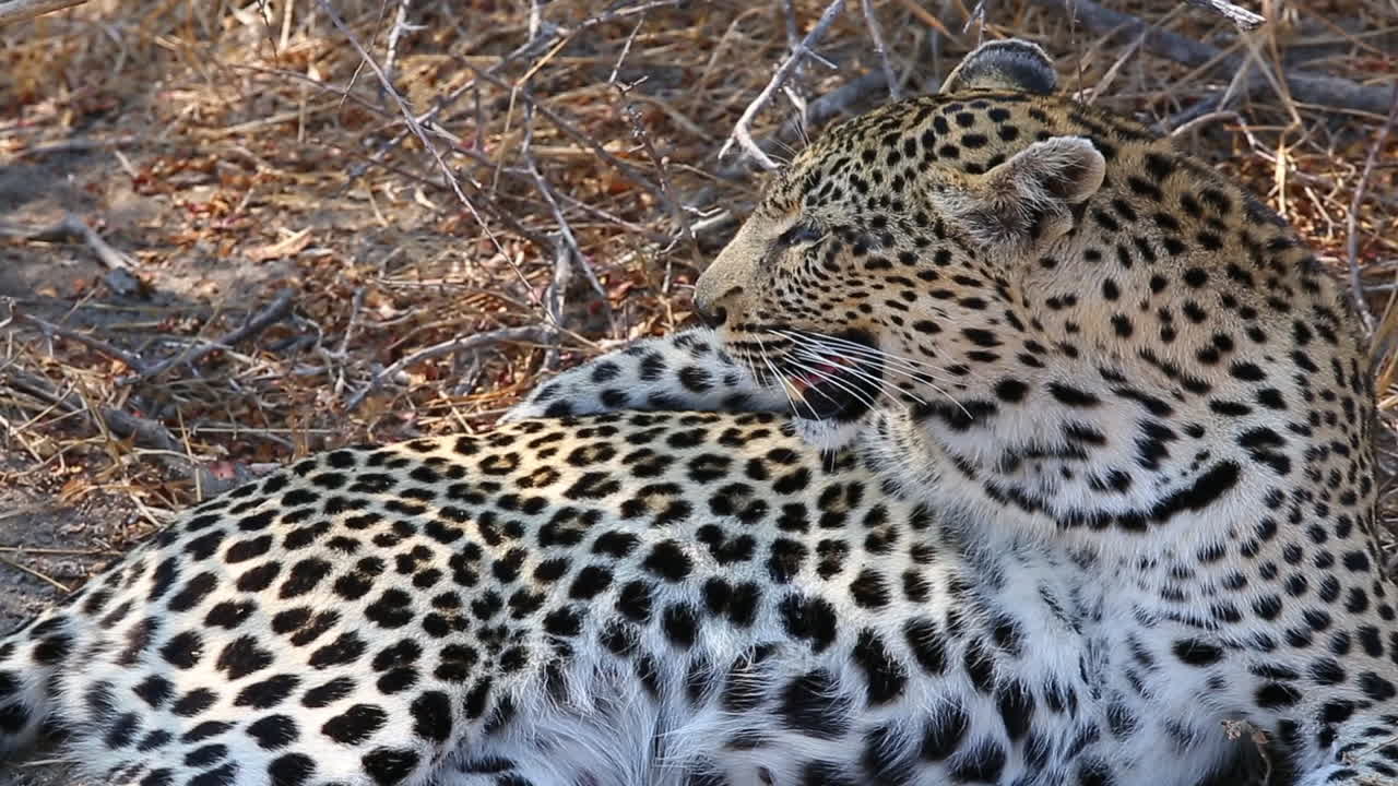primer plano de una hembra de leopardo descansando con una postura divertida y luego mira hacia la cámara
