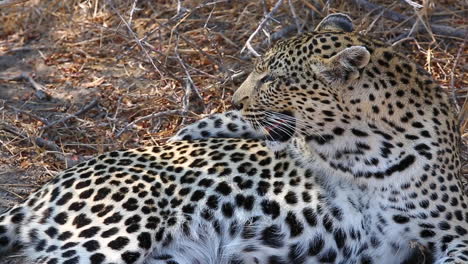 close-up of a female leopard resting with a funny posture and then looks forward toward camera