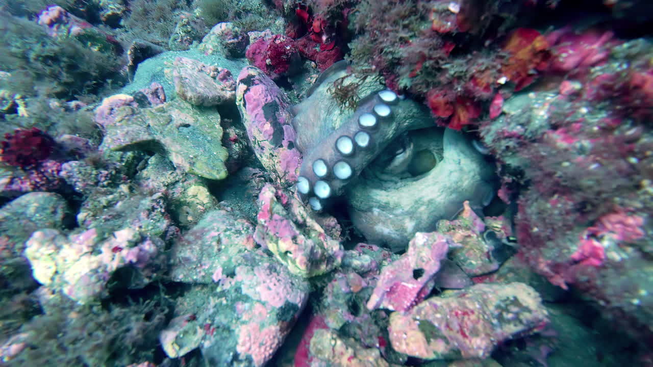 una foto de cerca de un pulpo rodeado de arrecife de coral en el fondo del océano