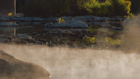 misty atmosphere on the river with rocks and bushes