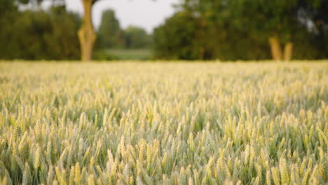 pull focus to wheat field blowing in the wind.