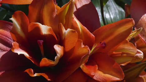 macro view of a red lily flower bunch on a hot and sunny day