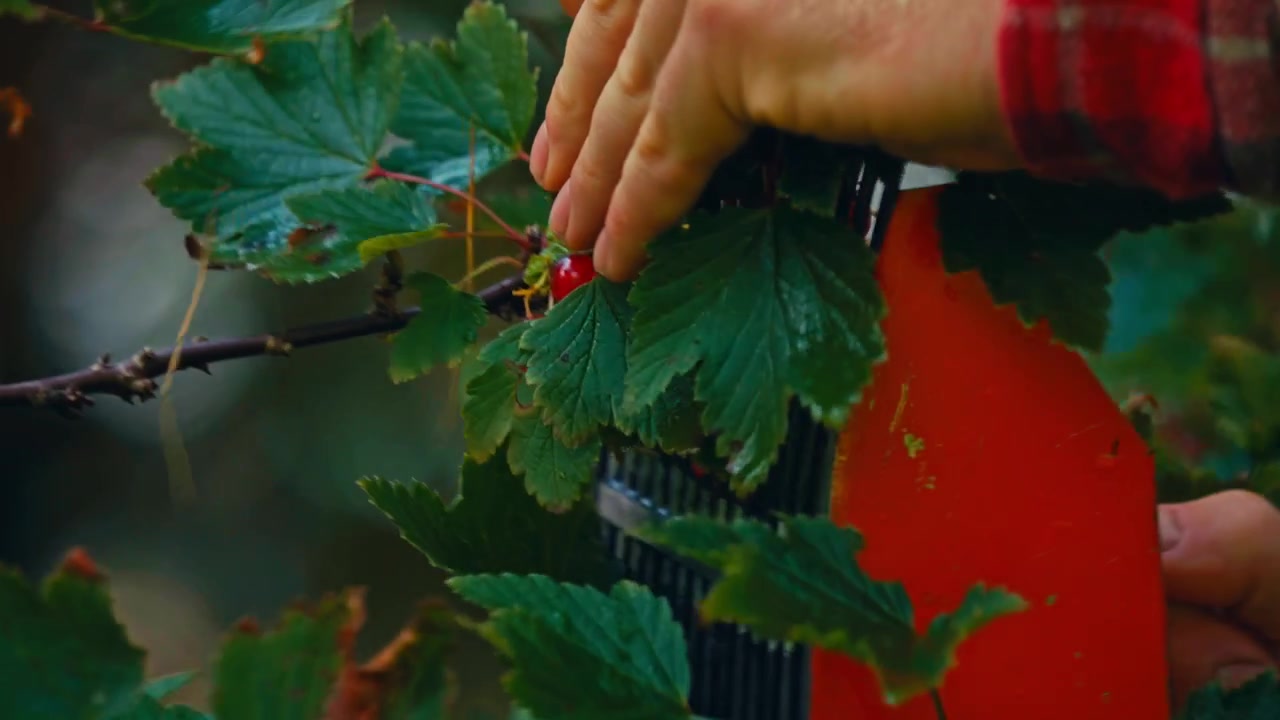 Close-up of berries being picked with a berry picker, showing the harvesting tool collecting ripe berries from the plant
