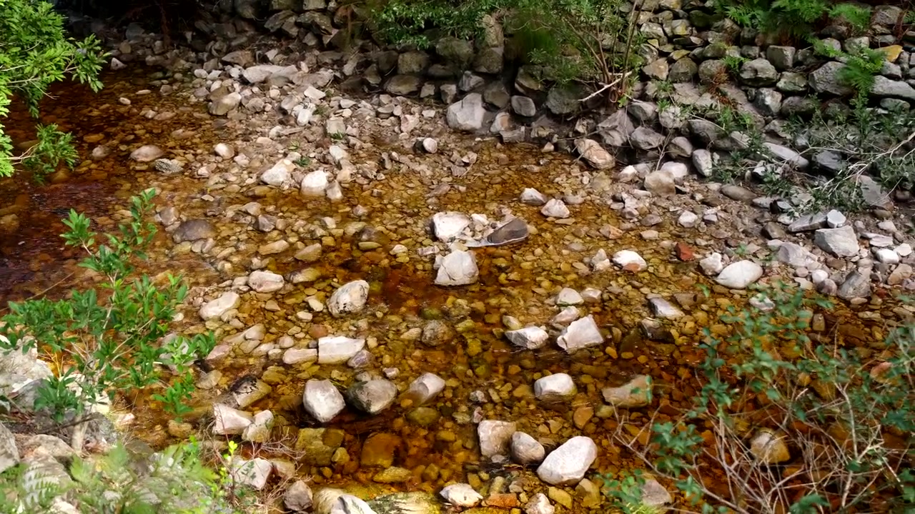 Nutrient rich brown color of shallow fynbos mountain river with tannins
