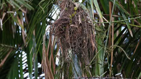 mouth of the nest facing to the left and the bill of the long-tailed broadbill psarisomus dalhousiaemouth shows while it moves