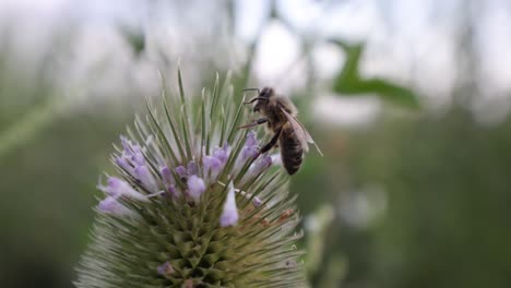 Nahaufnahme-Einer-Wildbiene-Auf-Einem-Blütenblatt,-Die-An-Bewölkten-Tagen-Pollen-Sammelt---Verschwommener-Hintergrund-In-Der-Natur