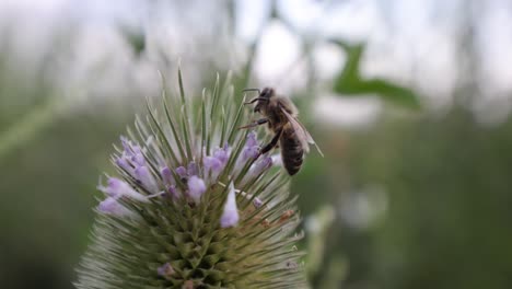 close up shot of wild bee on petal of flower gathering pollen during cloudy day - blurred background in nature