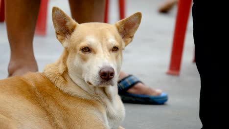 brown dog laying on the floor