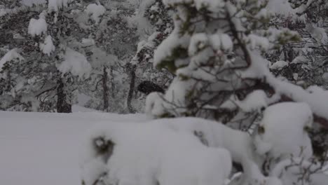 alaskan malamute running in snowy winter forest in indre fosen, norway - slow motion