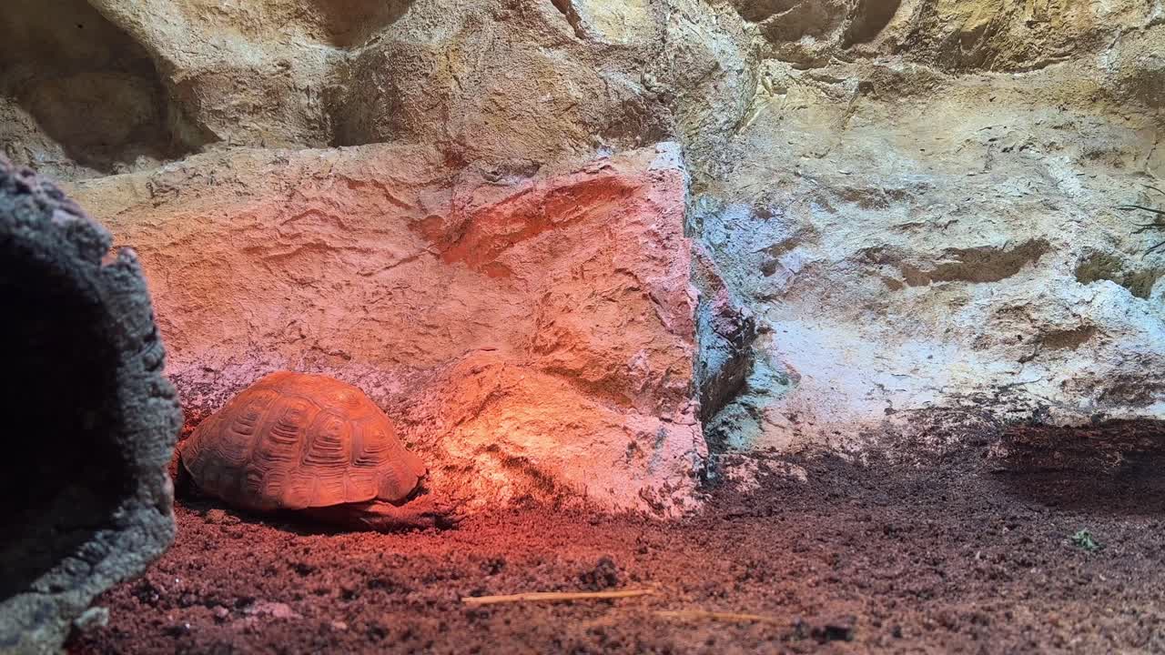 포르투갈 리스본 의 동물원 에 있는 거북이