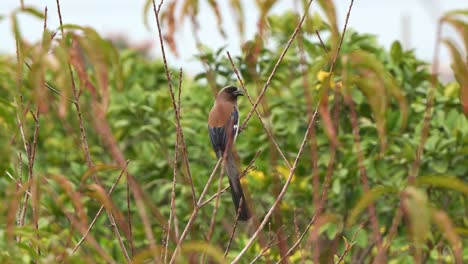 Asian-grey-treepie,-dendrocitta-formosae-with-striking-appearance,-perch-upright-on-the-branch-in-its-natural-habitat,-bill-wiping-against-the-branch,-wondering-around-the-surroundings,-close-up-shot