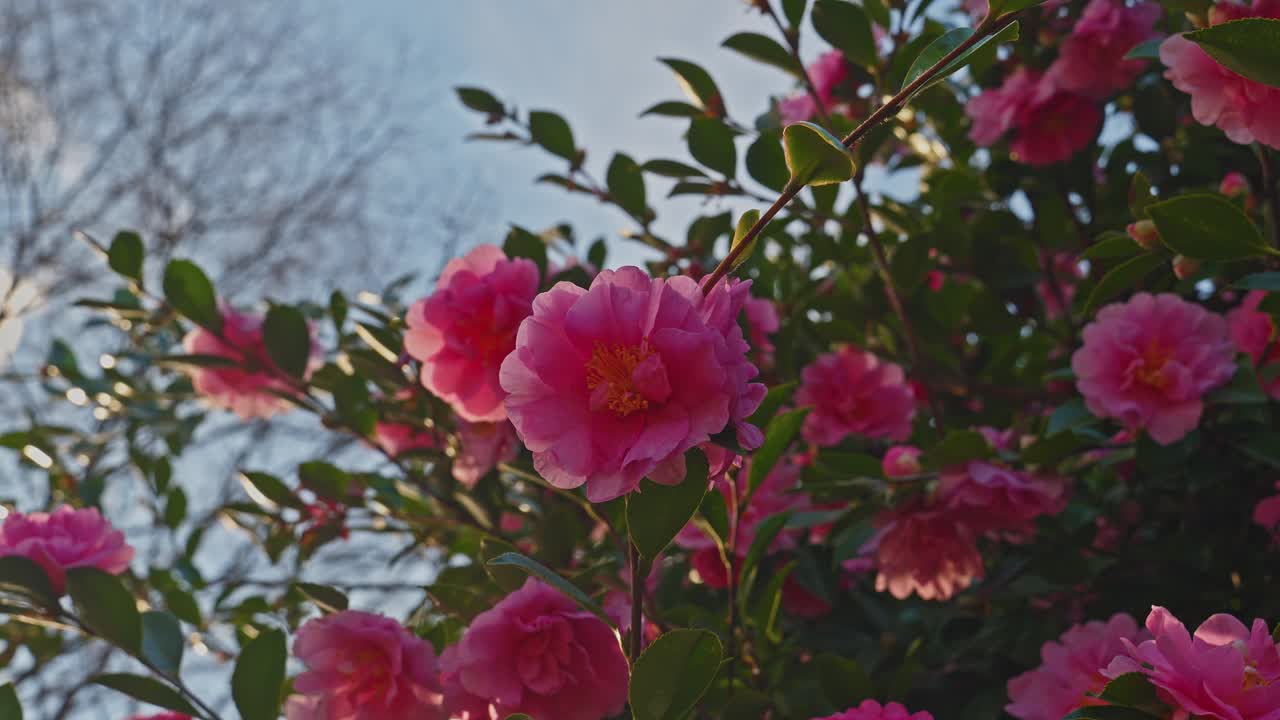 En vid, solbelyst bild av livfulla rosa Sasanqua-kameliablommor. Det gyllene ljuset från en klar vinterdag framhäver de ömtåliga kronbladen och frodiga städsegröna bladen i en japansk trädgård