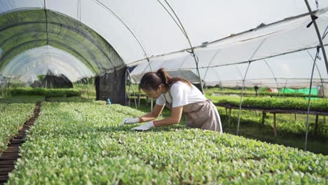 entrepreneur work in organic farm. vegetables farming in greenhouse. planting without soil. modern farming.