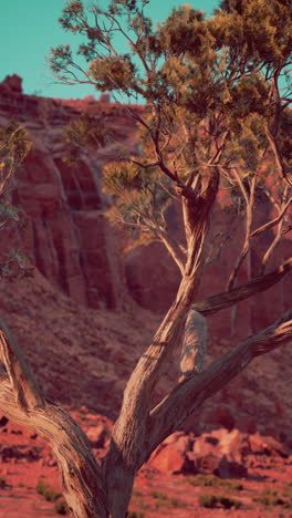 a lone tree stands in the desert, with red rock formations in the background.