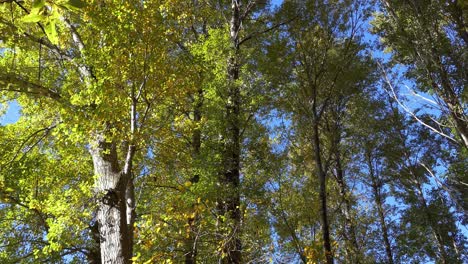 Upward-tilt-towards-bush-canopy-revealing-beautiful-golden-colored-Autumn-leaves---Banks-Peninsula,-New-Zealand