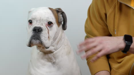 Cute-boxer-dog-giving-high-five-for-his-owner,-close-up-view