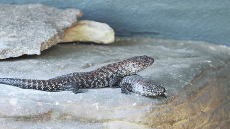 Cunningham's-Spiny-tailed-Skink-Lizard-Laying-On-Top-Of-Other-On-The-Rock