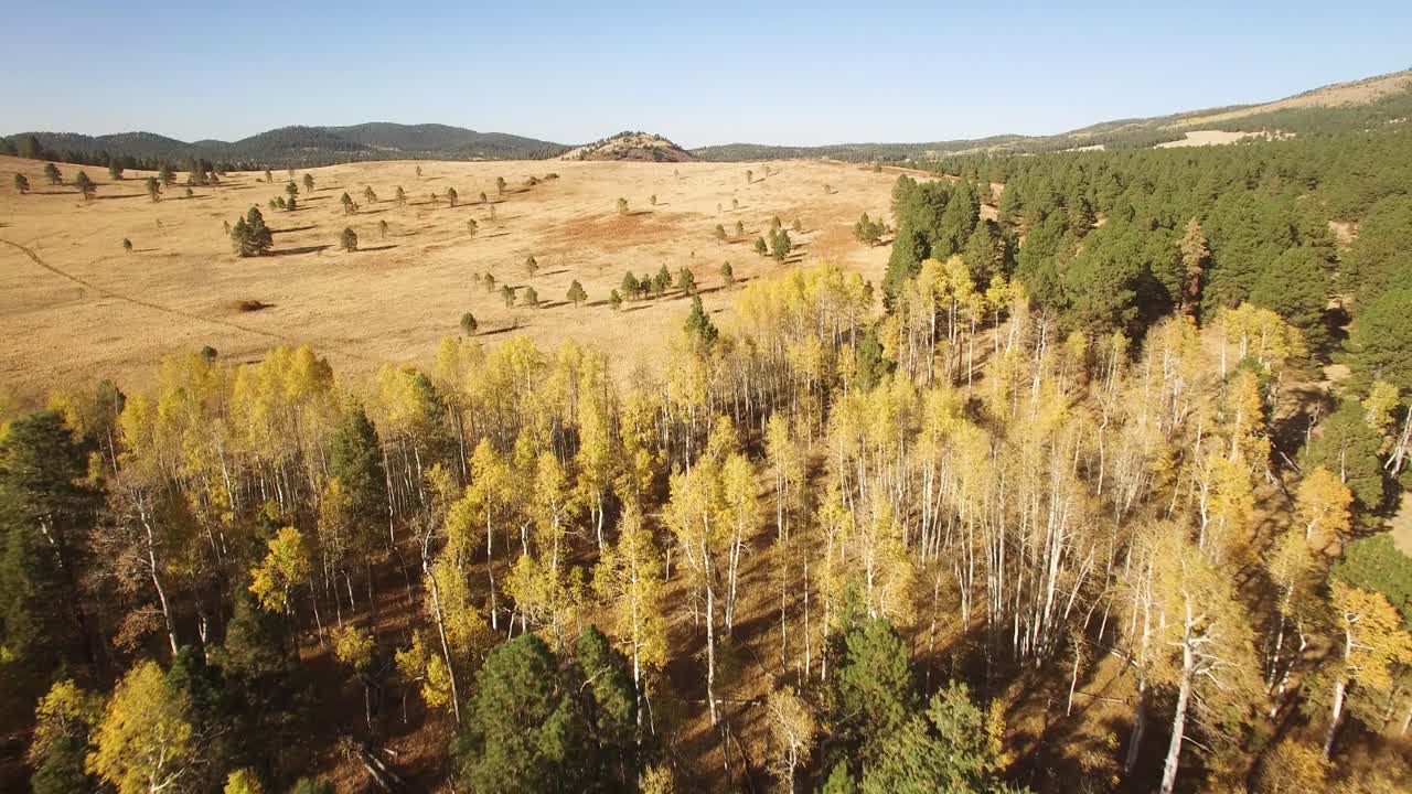 antena, drone, ángulo alto sobre un prado abierto para revelar un bosque salpicado de follaje dorado de álamo temblón, asta de bandera, arizona
