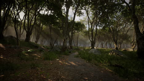 Bosque-Encantado-En-Luz-Mágica