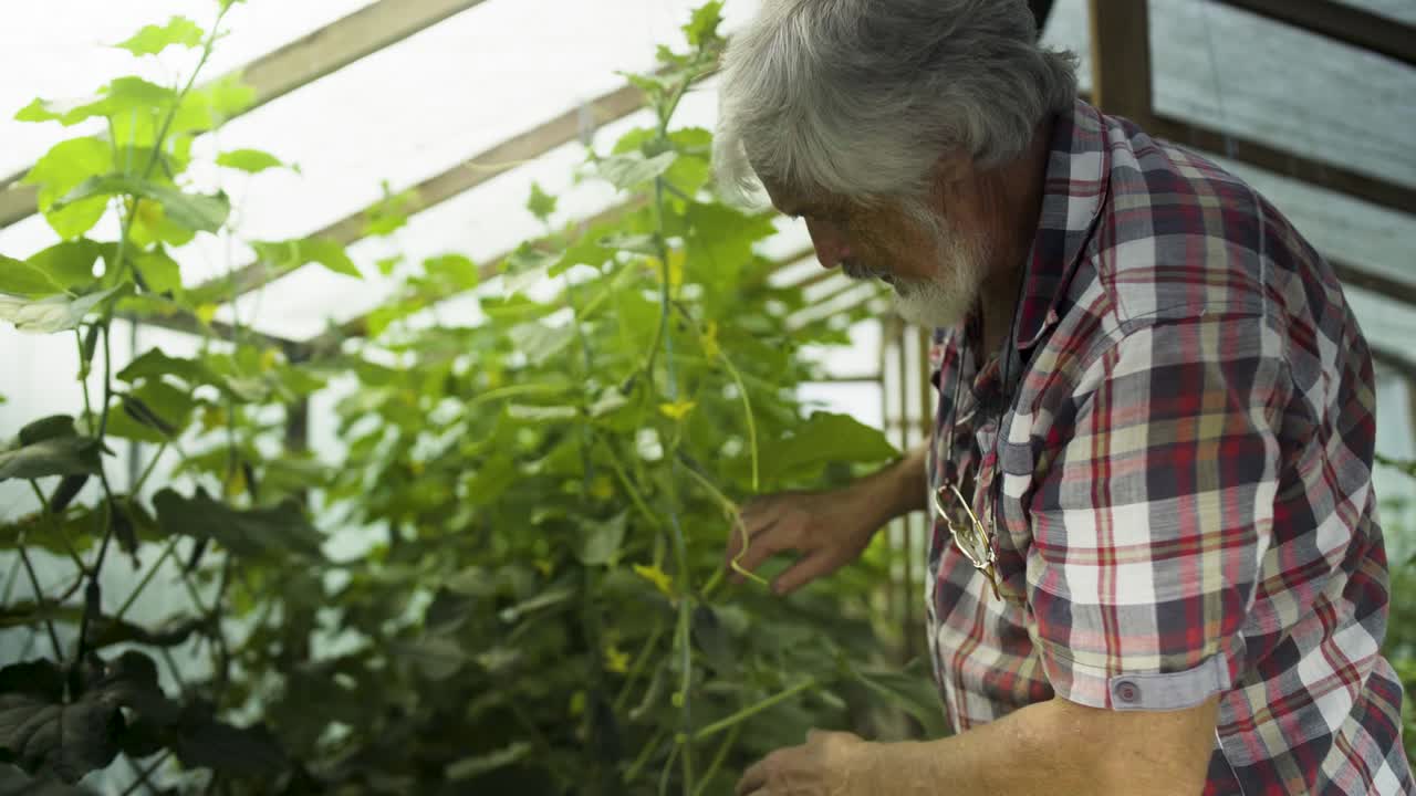 Mature gray-haired man inspecting sprouts of cucumber in greenhouse
