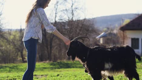 beautiful caucasian lady dressed casual caressing a black goat in the middle of meadow, love for animals