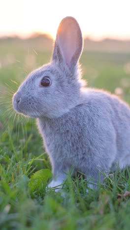 cute gray rabbit in golden hour grass