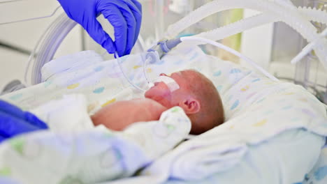 premature baby in neonatal intensive care unit