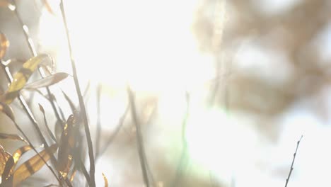 Bright white sunlight almost blinds the view of the sky while plants move gently