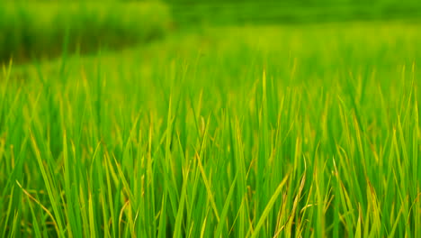 green field background in close up view.