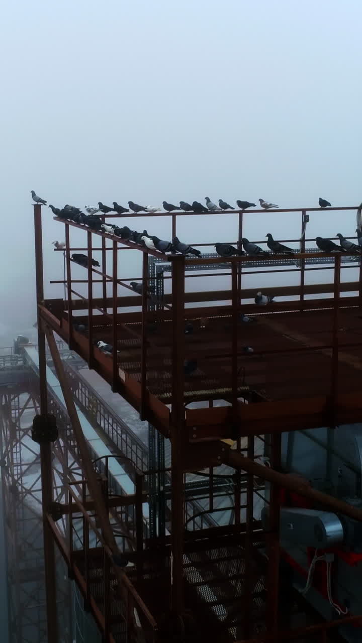 Metal tower with equipment overlooking the huge silo tanks. Flock of pigeon sitting on the rails of the tower. Up-to-date elevator plant area in foggy weather. Circle footage. Vertical video