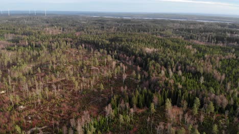 Holz-Forstwirtschaft-Und-Windkraftanlagen-Im-Hintergrund,-Antenne