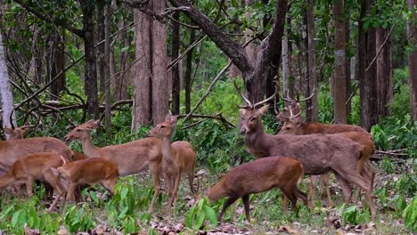 el ciervo del campo es una especie en peligro de extinción debido a la pérdida de hábitat y la caza