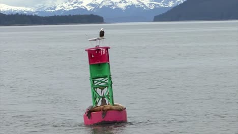 bold eagle and sea lions resting on the same navigational buoy in alaska