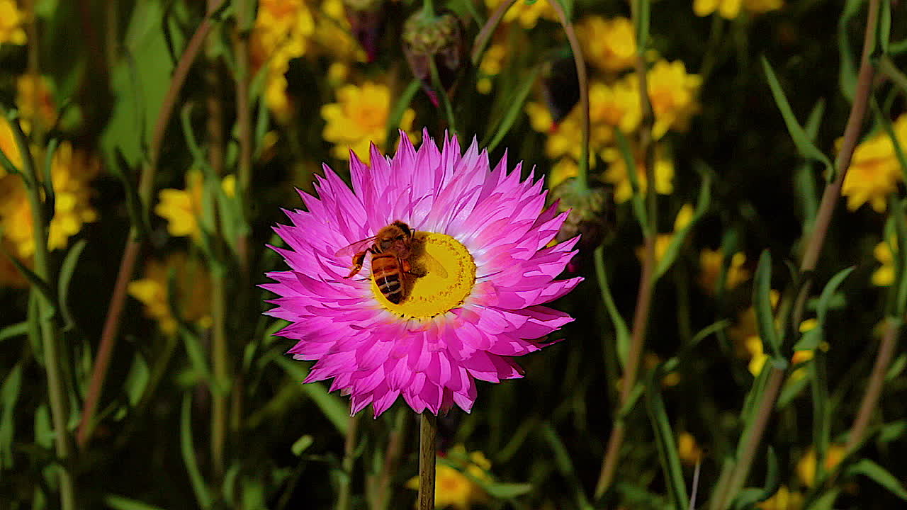 꿀벌이 보라색 야생화에 수분을 공급하다