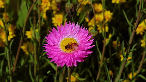 a honey bee pollinates a purple wildflower