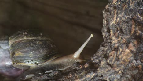 african giant snail crawling in a terrarium in a natural park - achatina fulica