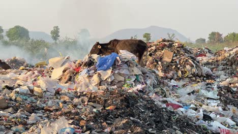 a cows standing in the huge pile of garbage, cows scavenge for food may consume plastic garbage bags, which can lead to a buildup of plastic in their rumen.