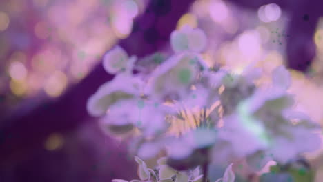 blooming flowers with pastel colors and animation of abstract light effects