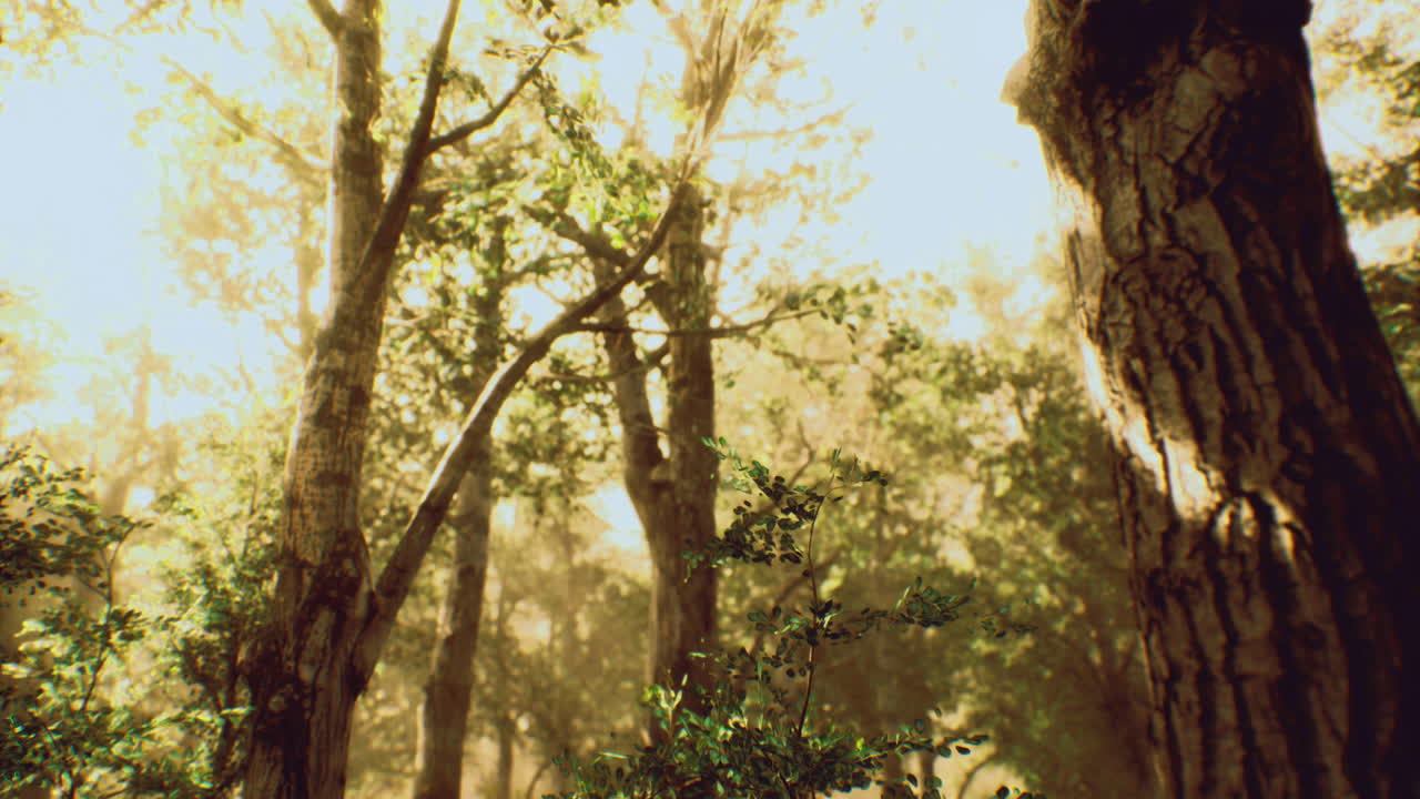 Sunlit forest with vibrant foliage creating a serene atmosphere