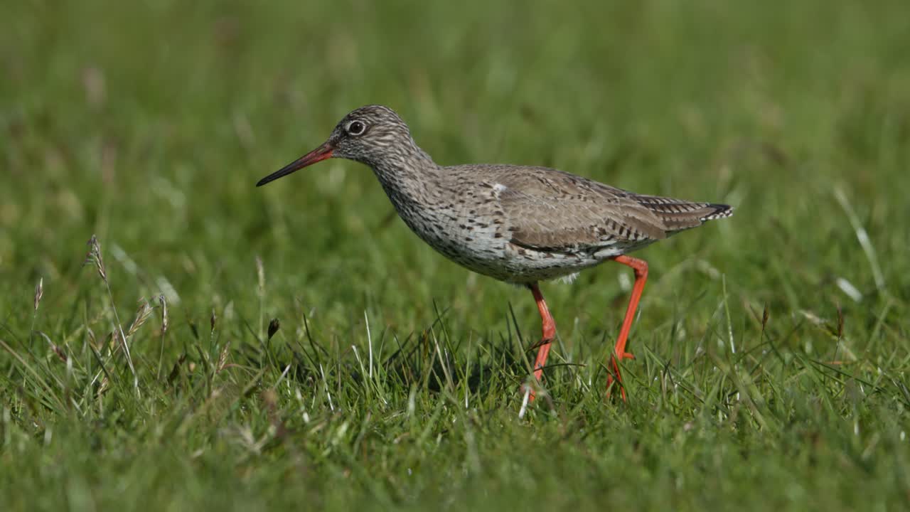 Redshank in a Grassy Field